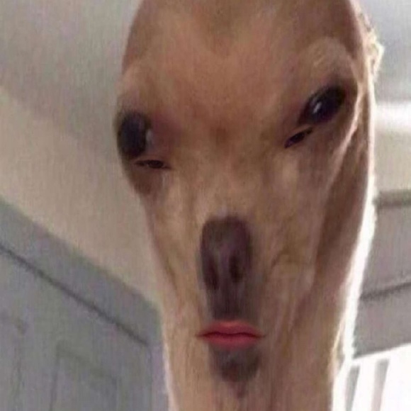 Meet your Posher, Brooke - Picture 1 of 1